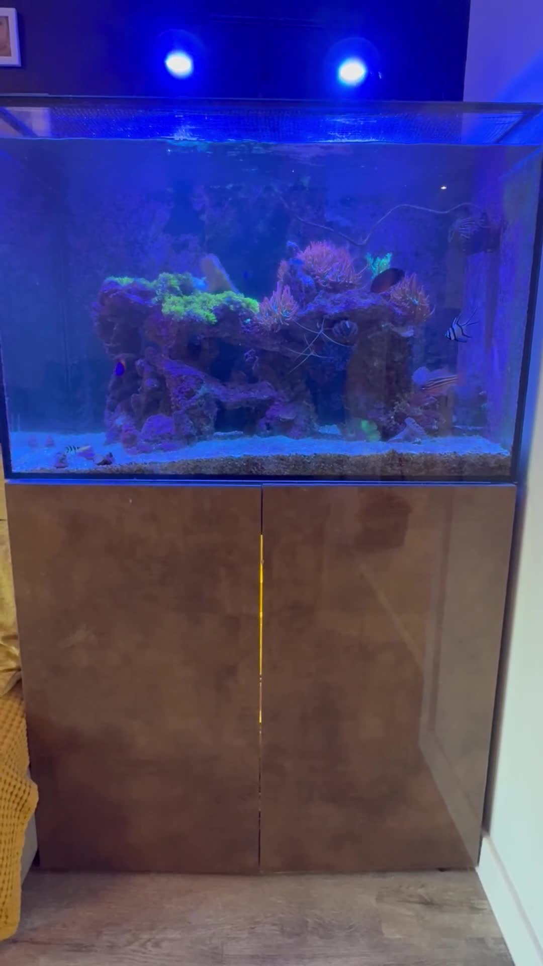 Other/Mixed Breed fish for sale: Marine fish and set up for sale  - Video 1