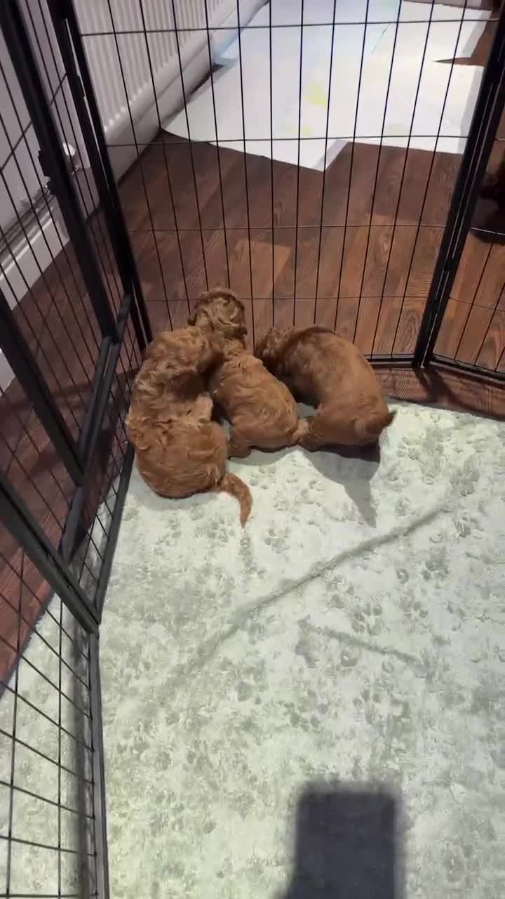 Poodle dogs for sale: Standard poodle  - Video 4