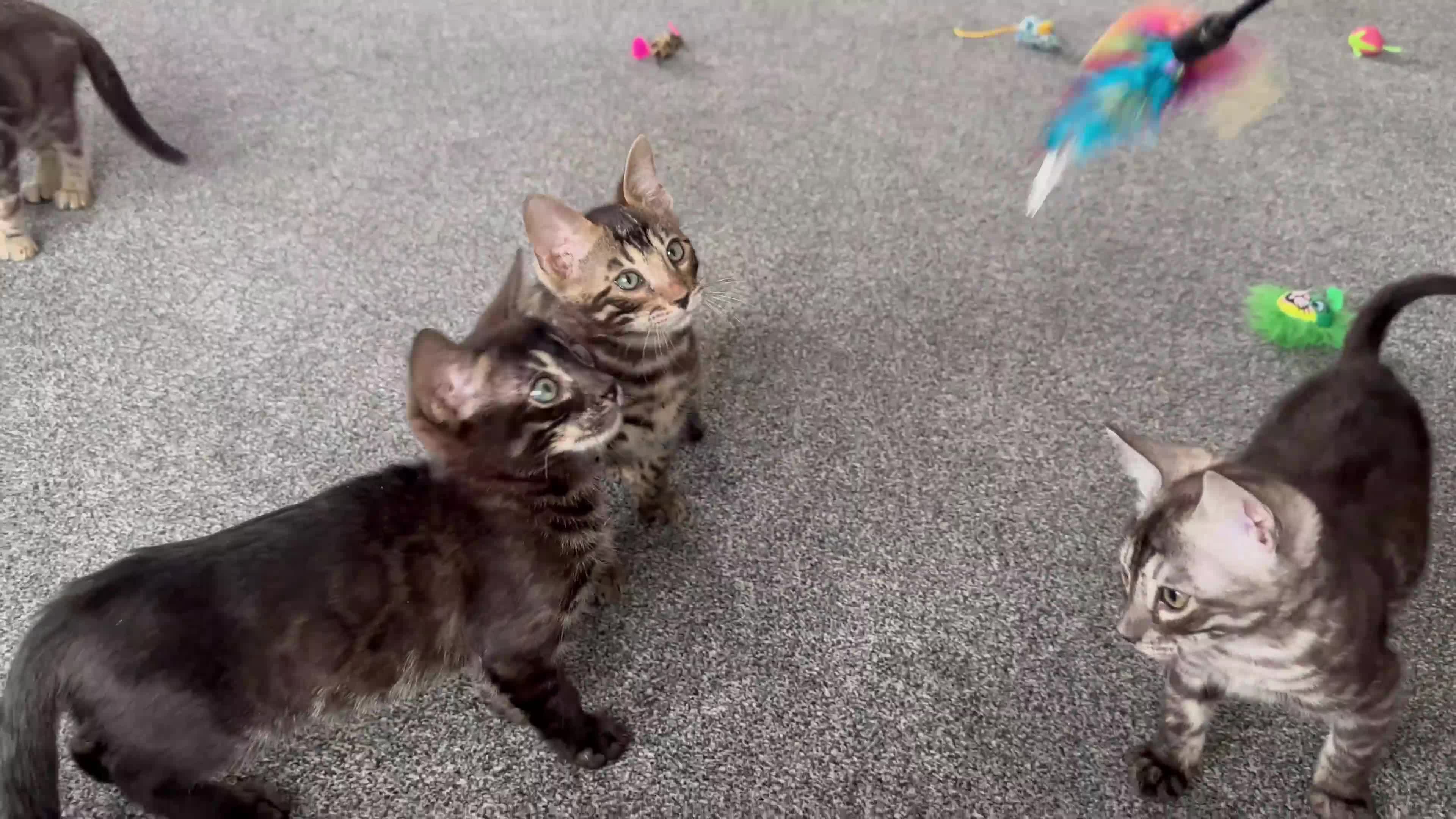 Bengal cats for sale: Well socialised bengal kittens - ready 21/12/25 - Video 1