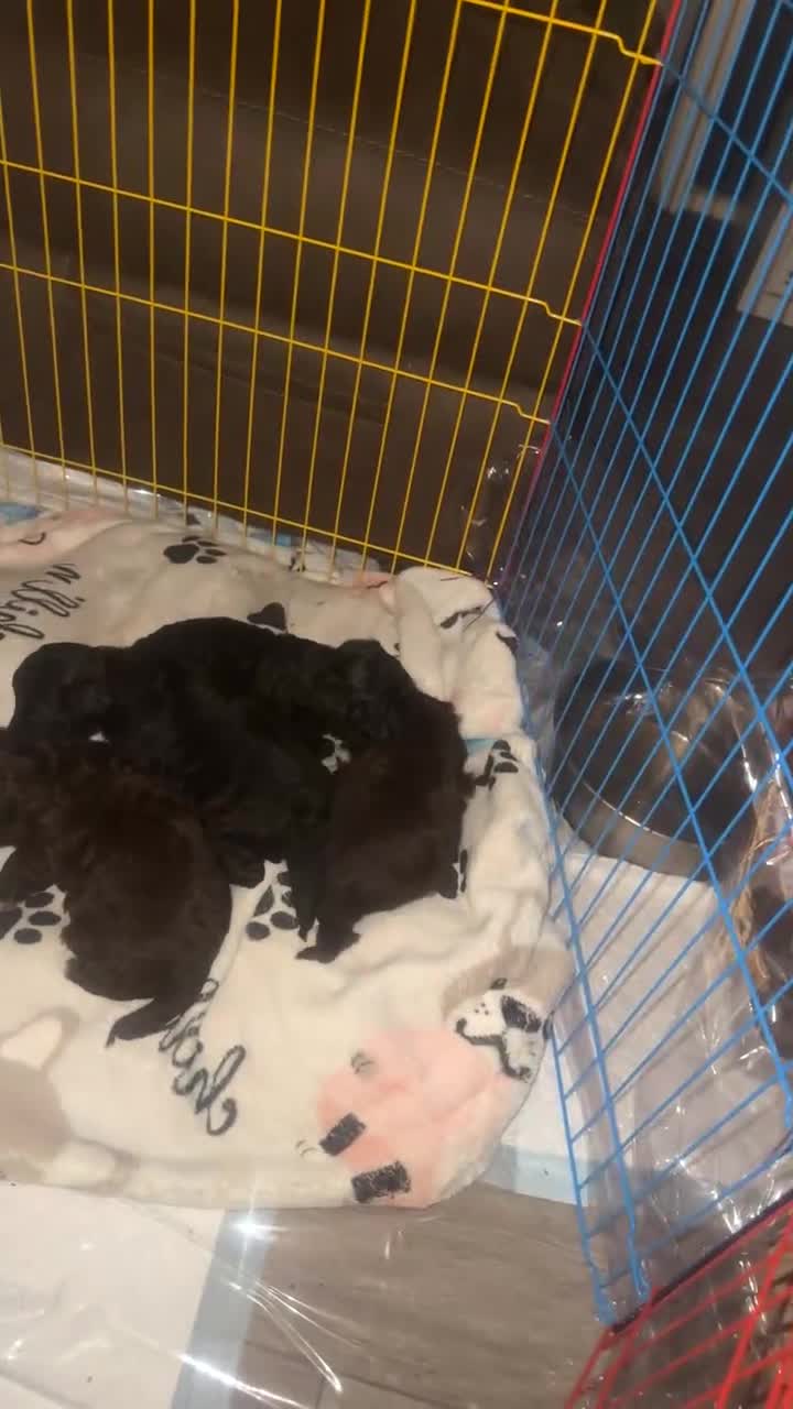 Maltipoo dogs for sale: Toy maltipoos - Video 2
