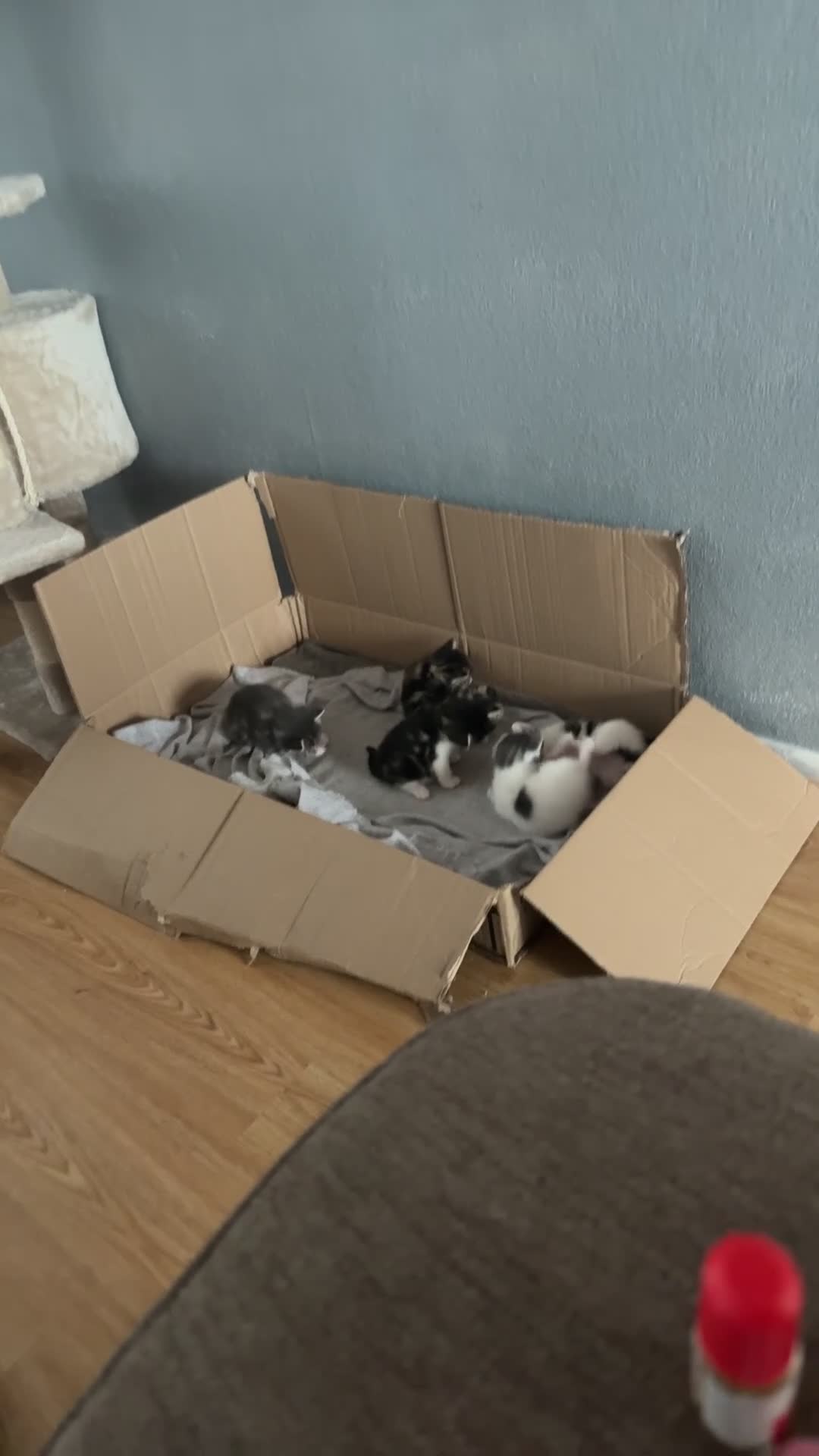 Mixed Breed cats for sale: 4 kittens are up for sale  in Milton Keynes - Video 2
