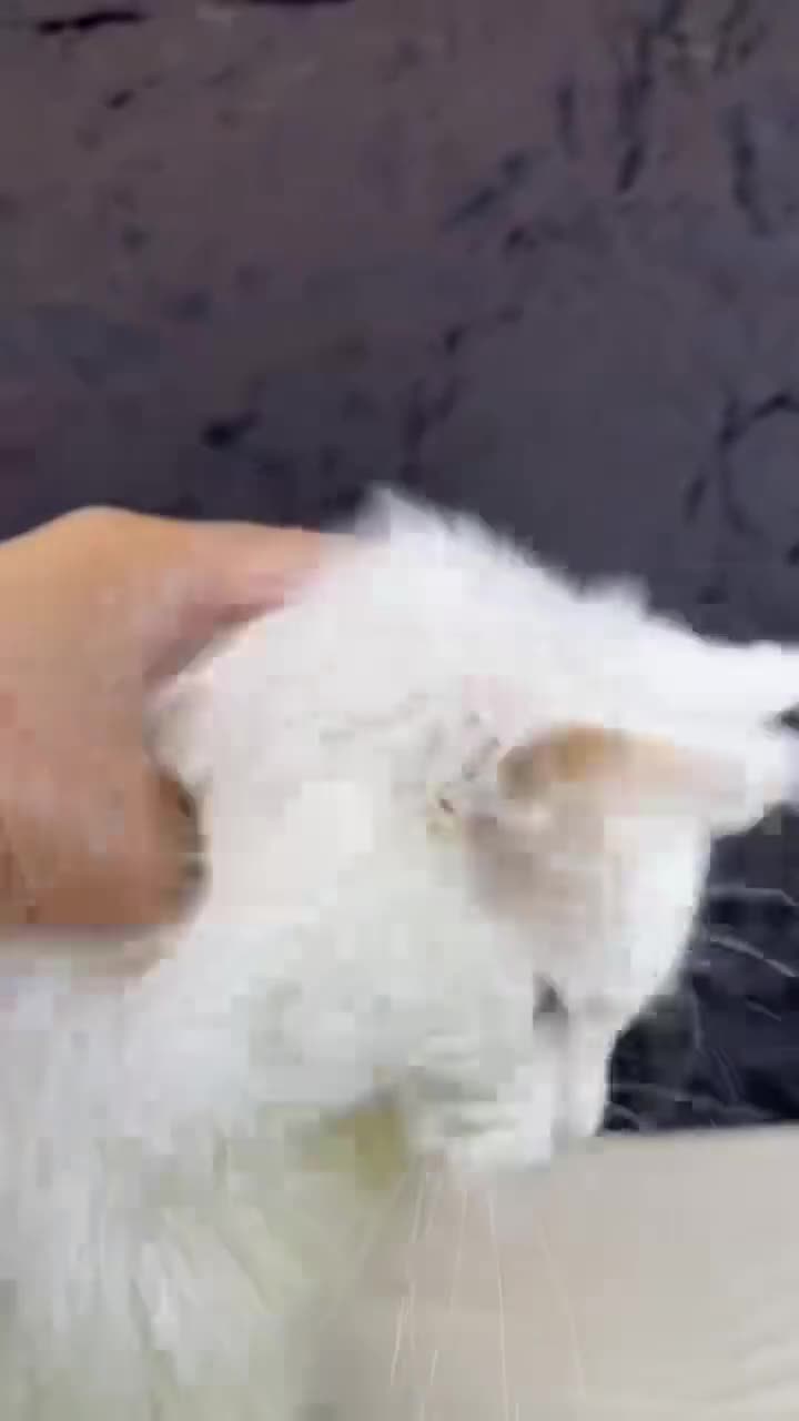 Maine Coon cats for sale: Stunning Odd-Eyed White Maine Coon Female - Video 1