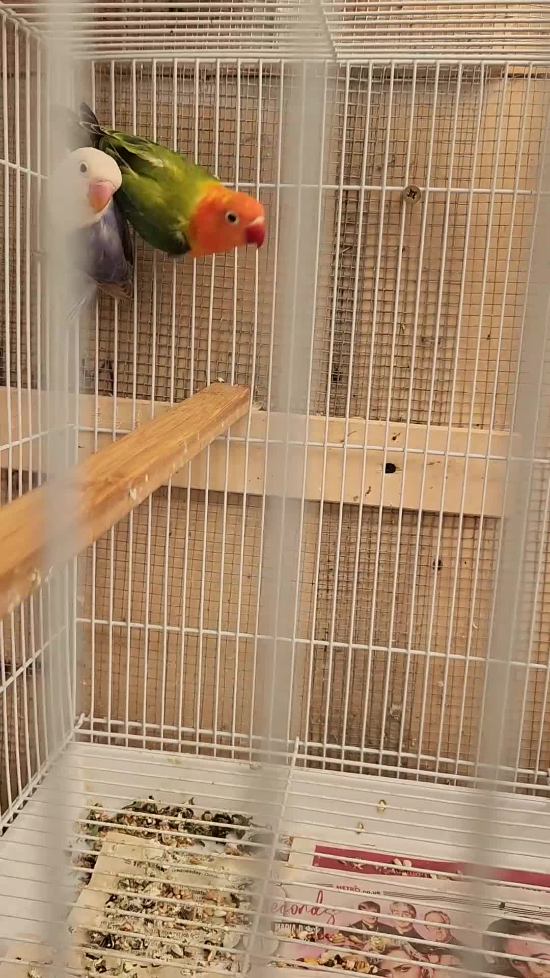 Lovebirds birds for sale:  PIED OPALINE AND GREEN OPA FOR SALE - Video 1
