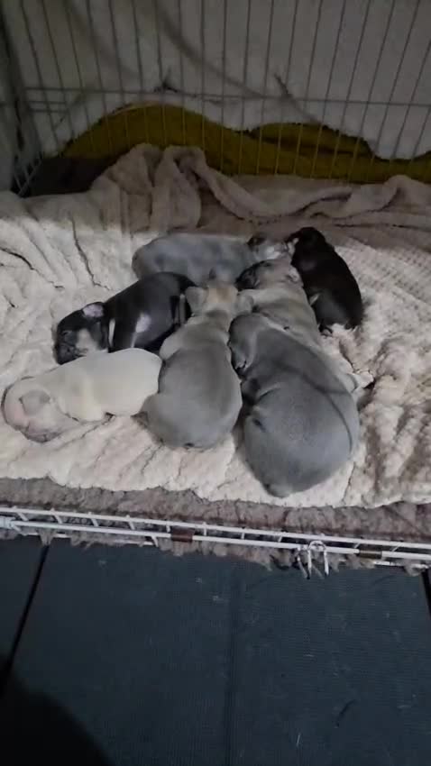 French Bulldog dogs for sale: French dog for sale  - Video 2