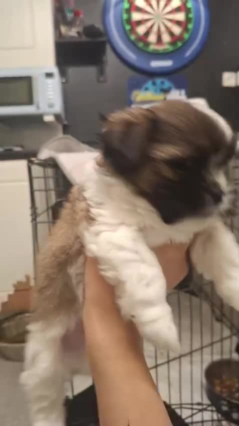 Mixed Breed dogs for sale: Shih tzu cross Jack Russell - Video 5