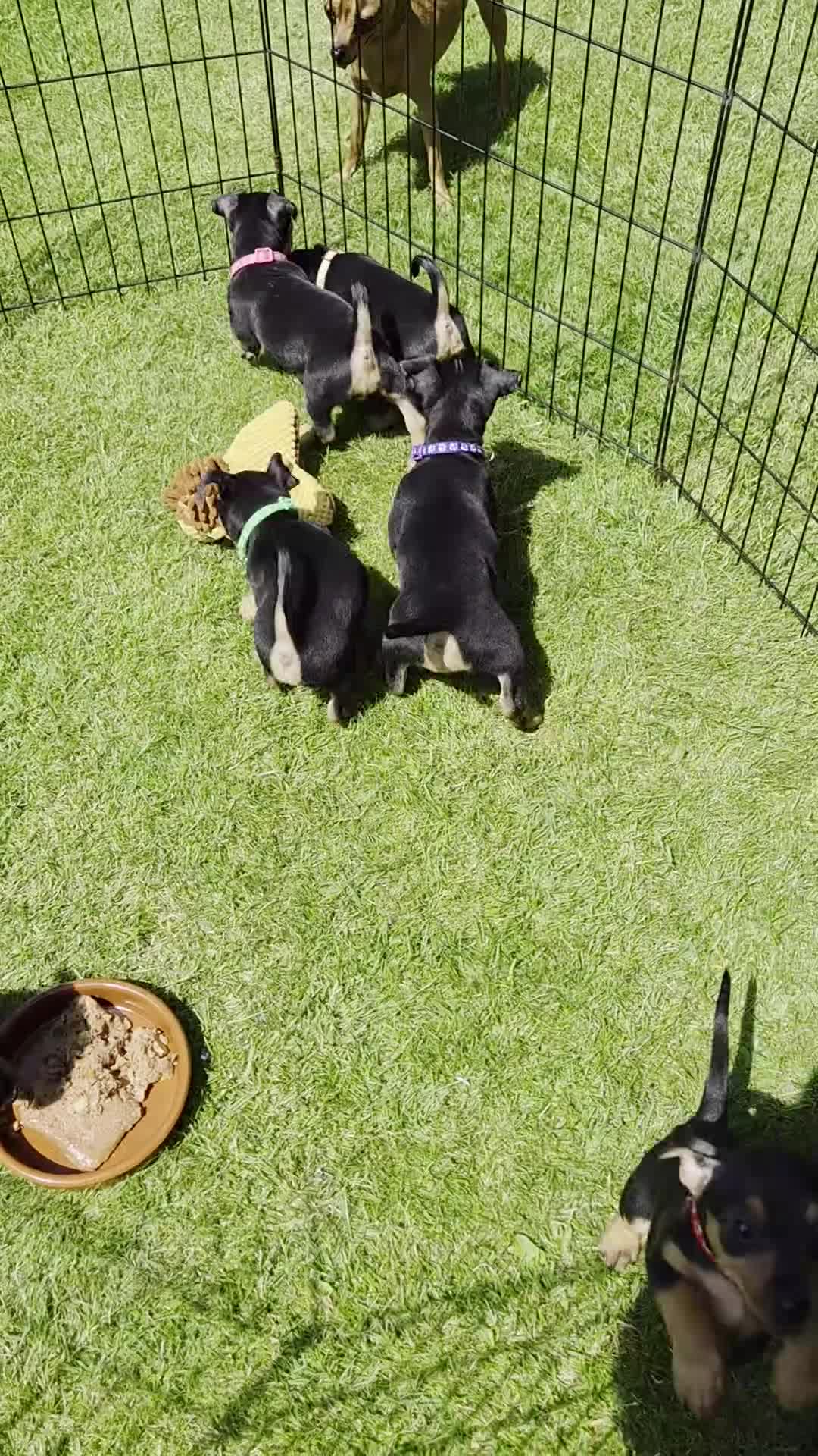 Mixed Breed dogs for sale: Jackpins - Video 1