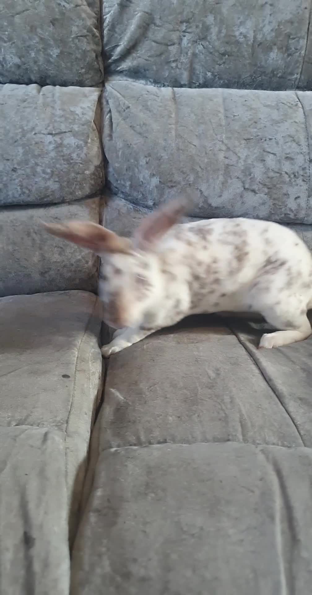 Rex rabbits for sale: Gorgeous mini rex babies  - Video 1