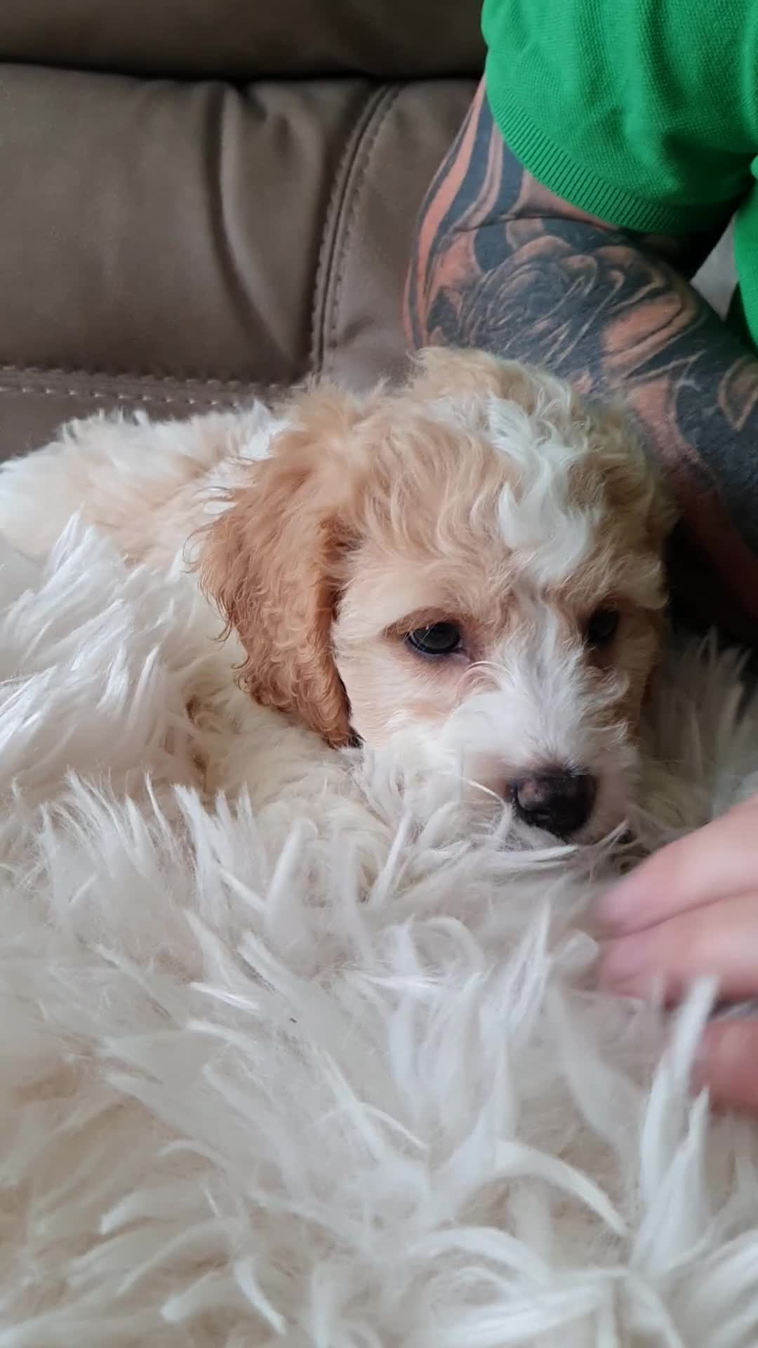 Mixed Breed dogs for sale: Beautiful cavapoochon puppies 1 boy 1 girl left  - Video 2