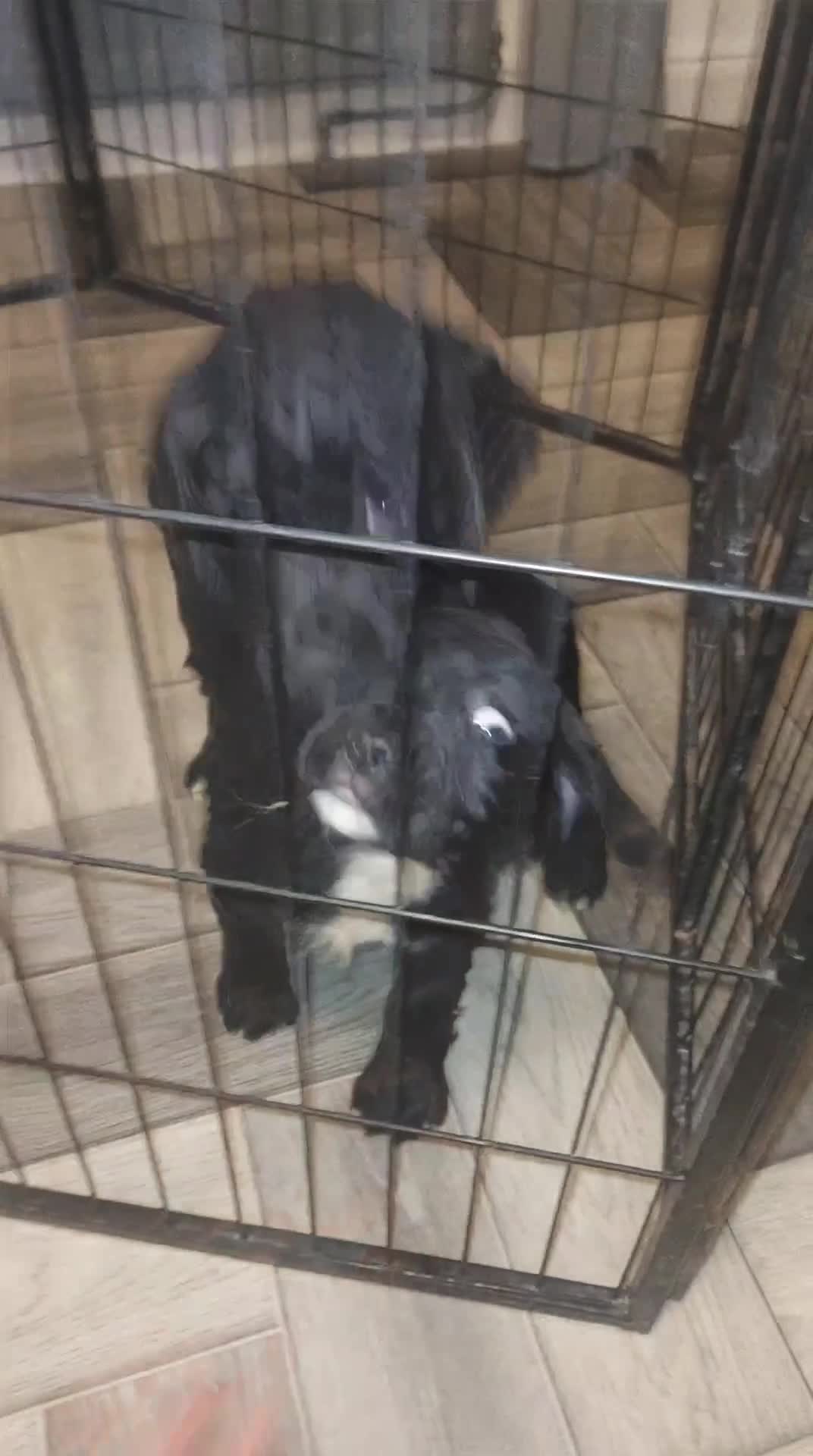Sprocker dogs for sale: F1 SPROCKER SPANIELS ( 1 BOY LEFT )  - Video 1