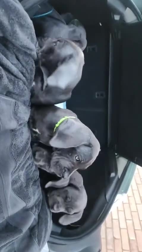 Cane Corso dogs for sale: 6 cane corsi in Purley - Video 3