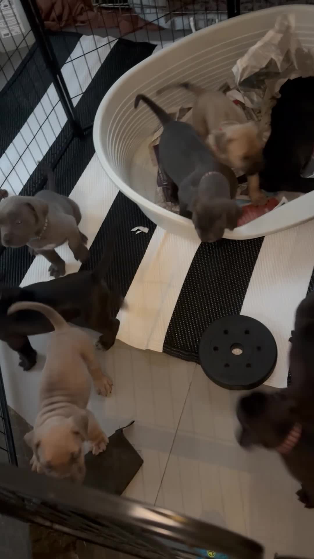 Mixed Breed dogs for sale: XLCane CorsoxBoerboel Pups Ready for Loving Homes - Video 2