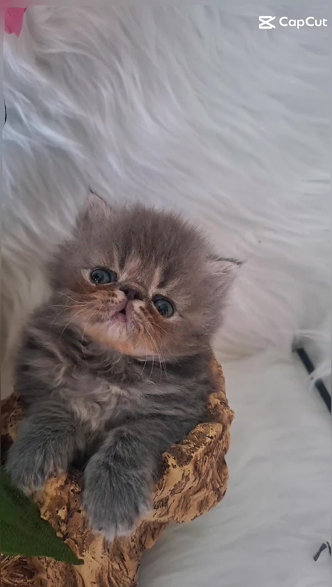 Persian cats for sale: Blue Persian Kittens  - Video 1
