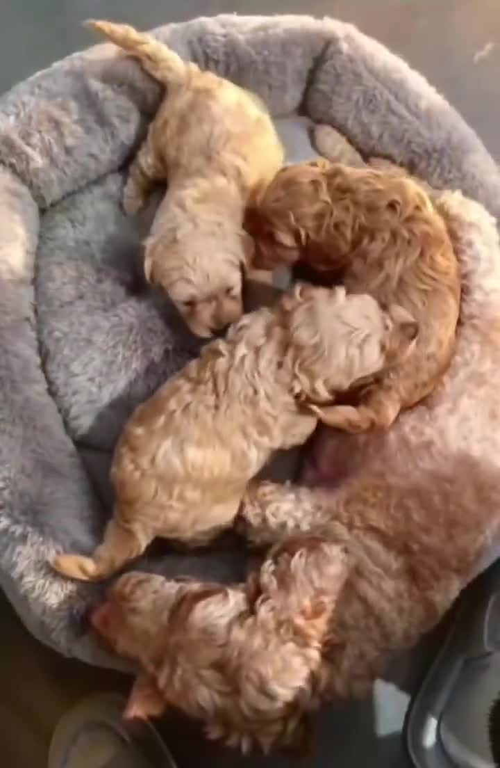 Cavapoo dogs for sale: Beautiful puppies for reserve - Video 2