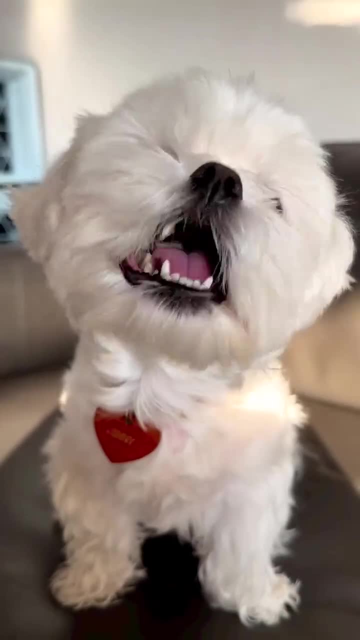 Maltese dogs for sale: Five beautiful Maltese puppies  in London - Video 1