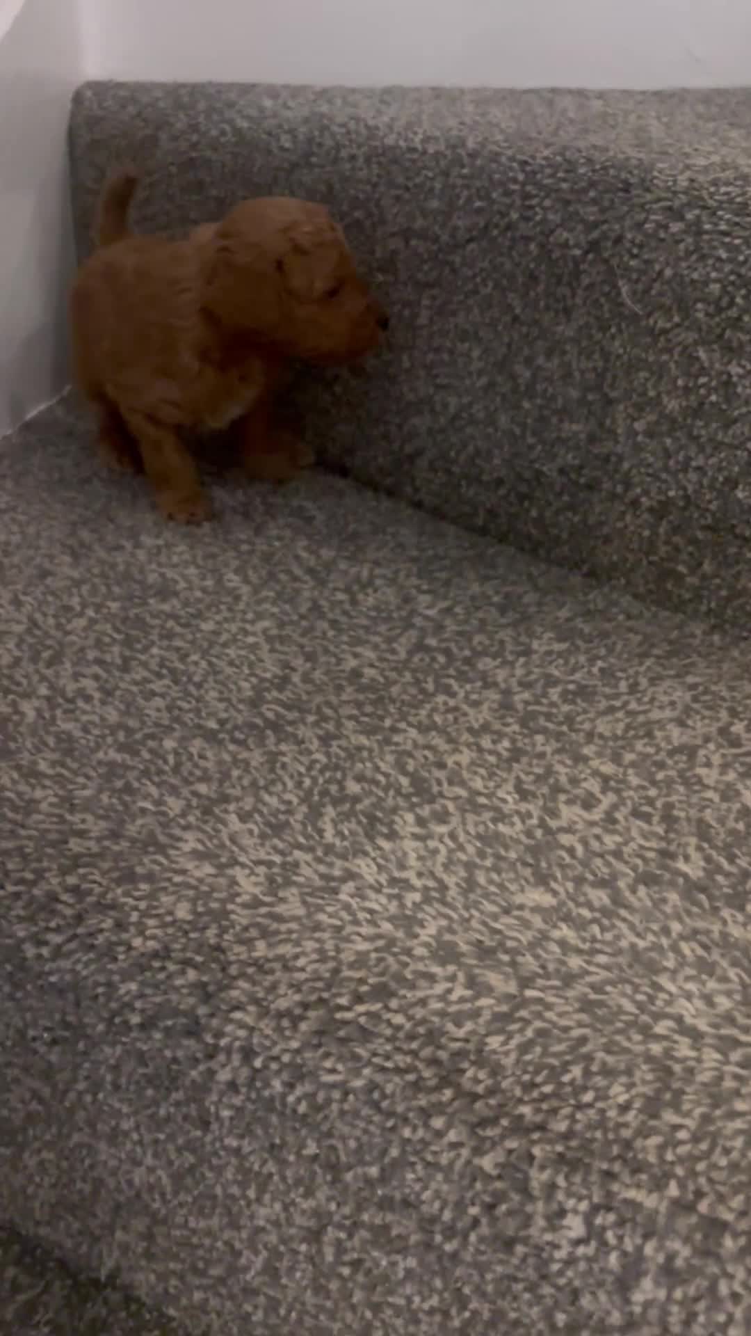 Toy Poodle dogs for sale: Toy poodle puppies *Ready for  ** * - Video 3