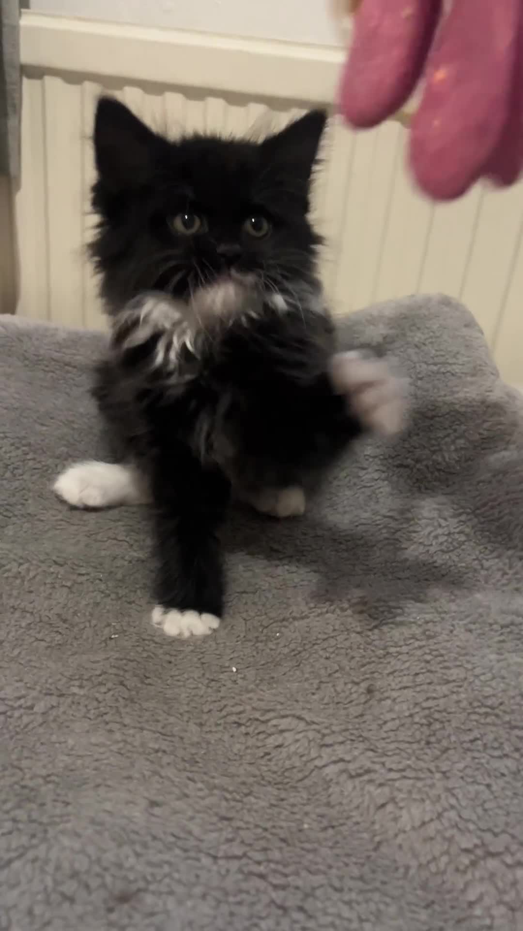 British Longhair cats for sale: 🐱 3 Months Old Fluffy Kitten Is Ready to Good 🏡  in London - Video 1