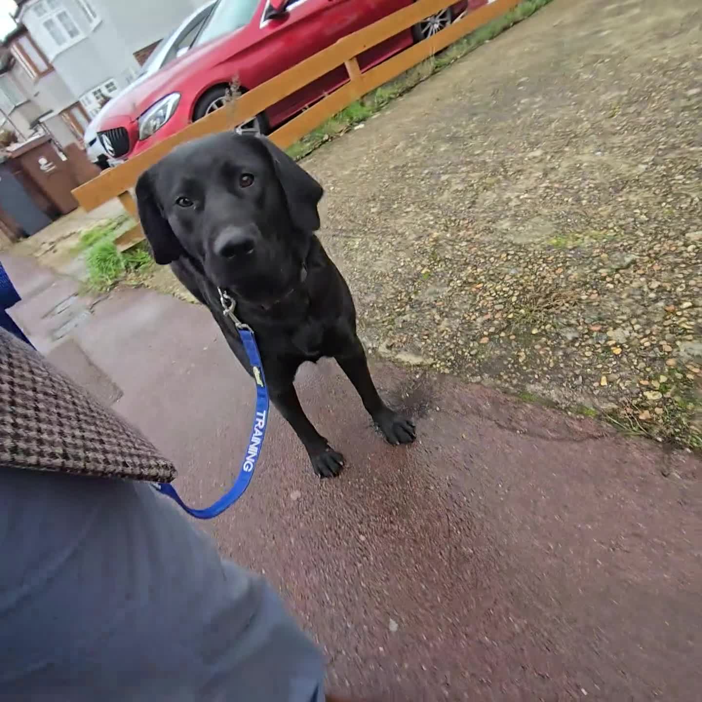 Labrador Retriever dogs for sale: Highly Trained Labrador  - Video 4