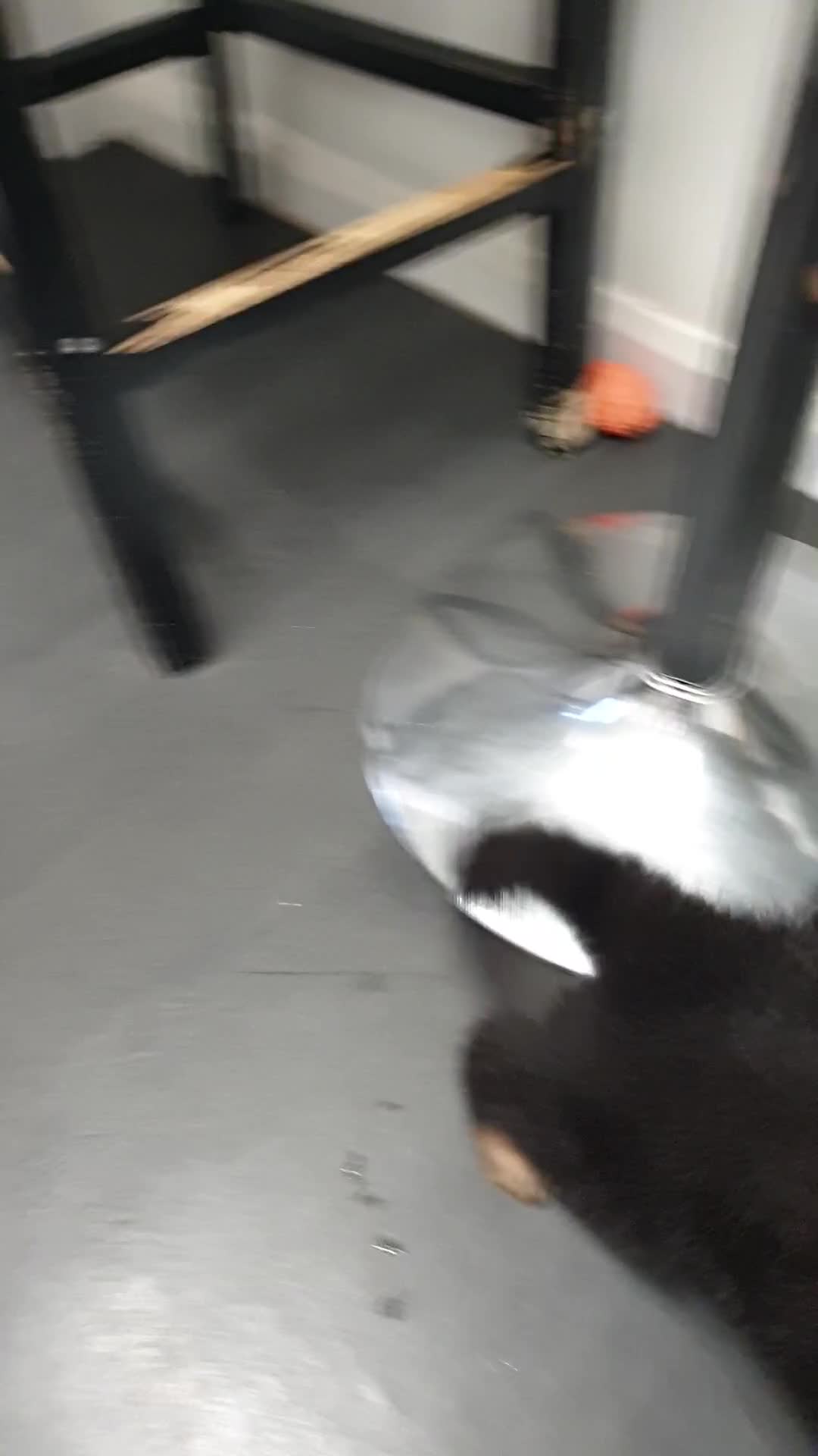 German Shepherd dogs for sale: Rare Blue German Shepherd Puppies Blue,Grey & Gold - Video 2