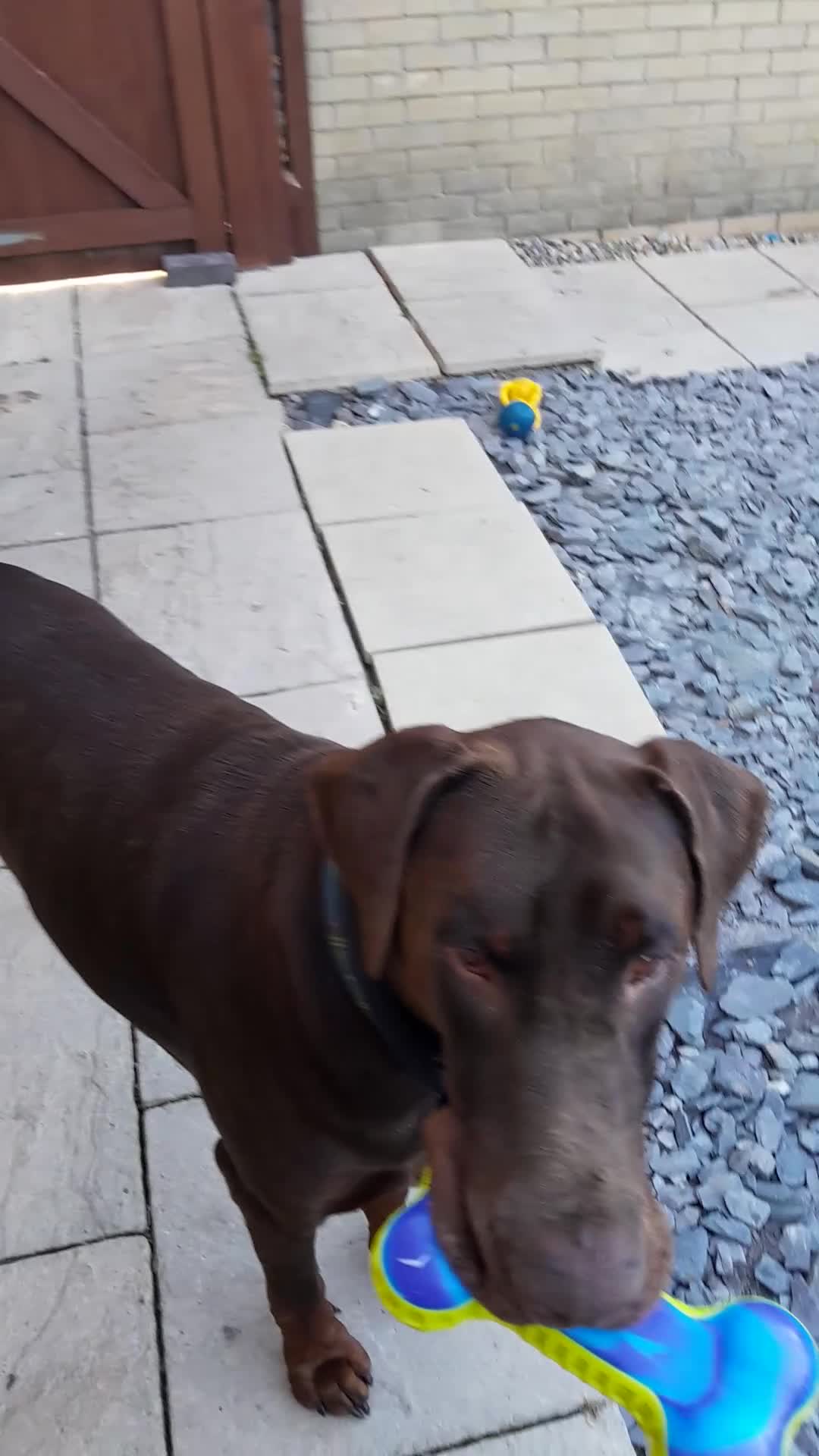 Dobermann dogs for sale: Louis 3 years old Dobermann Dog - price negotiable - Video 2