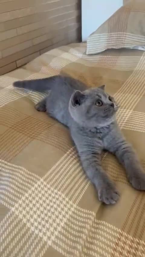 British Shorthair cats for sale: Gorgeous Brittsh Kittens Fully Vaccinated  - Video 2