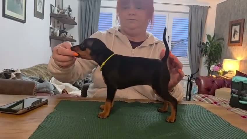 Miniature Pinscher dogs for sale: Krieger Miniature Pinschers  - Video 1