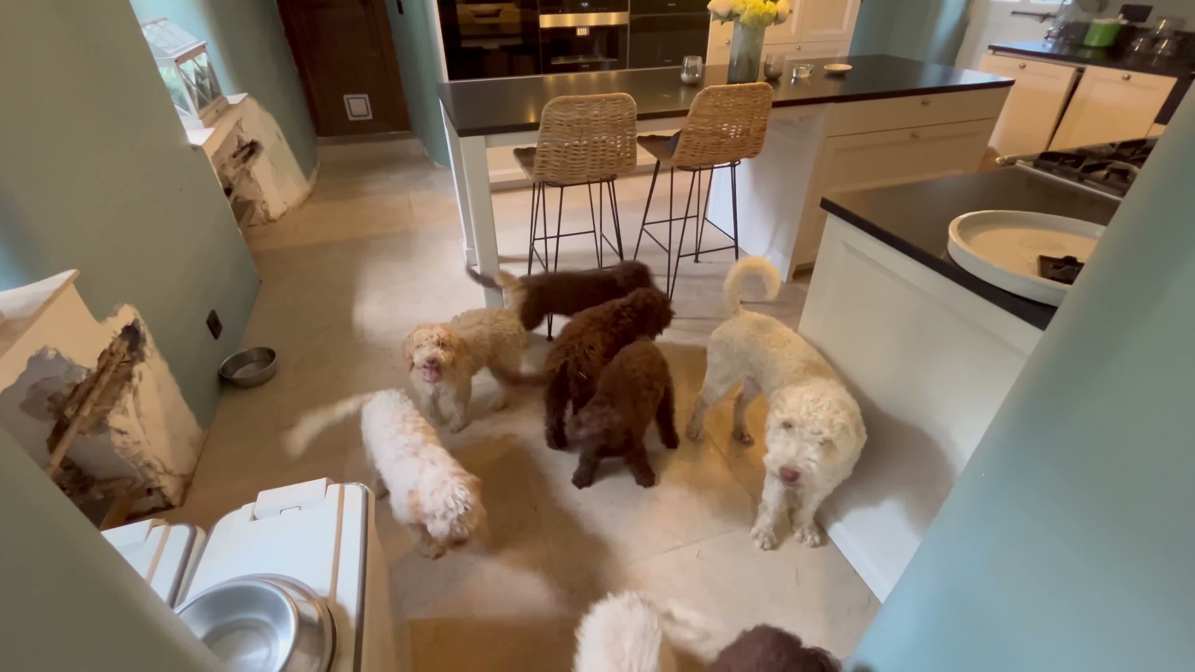 Lagotto Romagnolo dogs for sale: Amazing Lagotto Romagnolo Truffle Trained Puppies  - Video 1