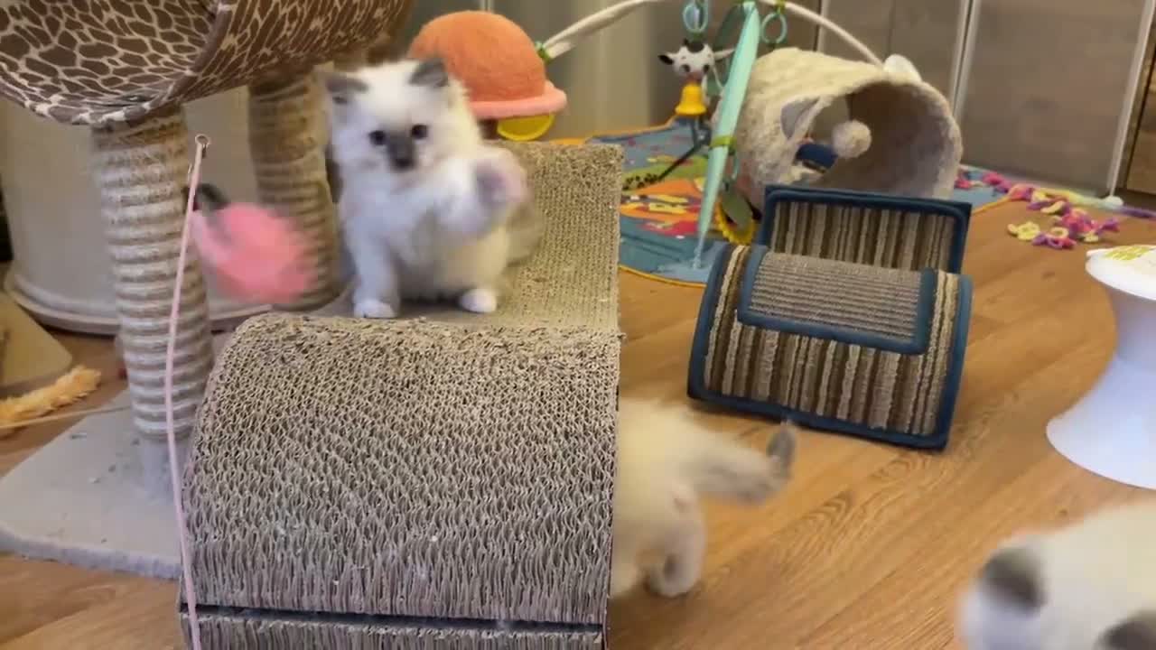 Ragdoll cats for sale: GCCF Registered Ragdoll  - Video 2