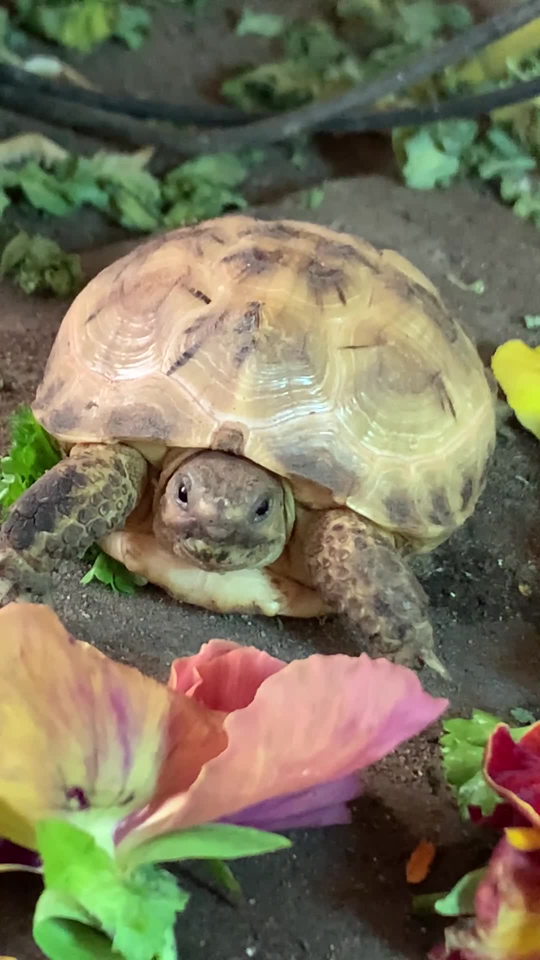 Tortoise reptiles for sale: Horsefield tortoise - Video 1