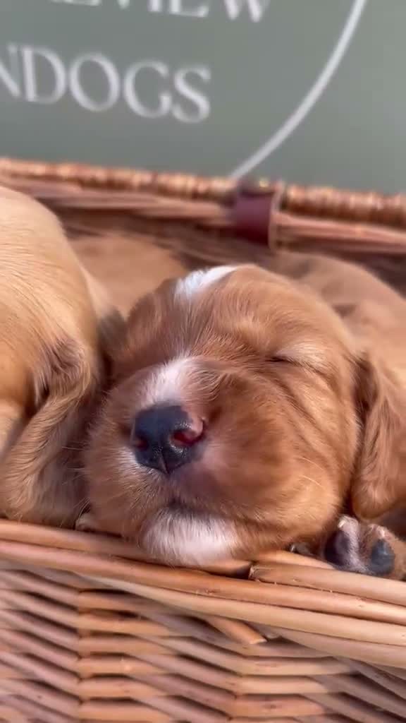 Cocker Spaniel dogs for sale: Kc registered Working Cocker Spaniel puppies  - Video 1