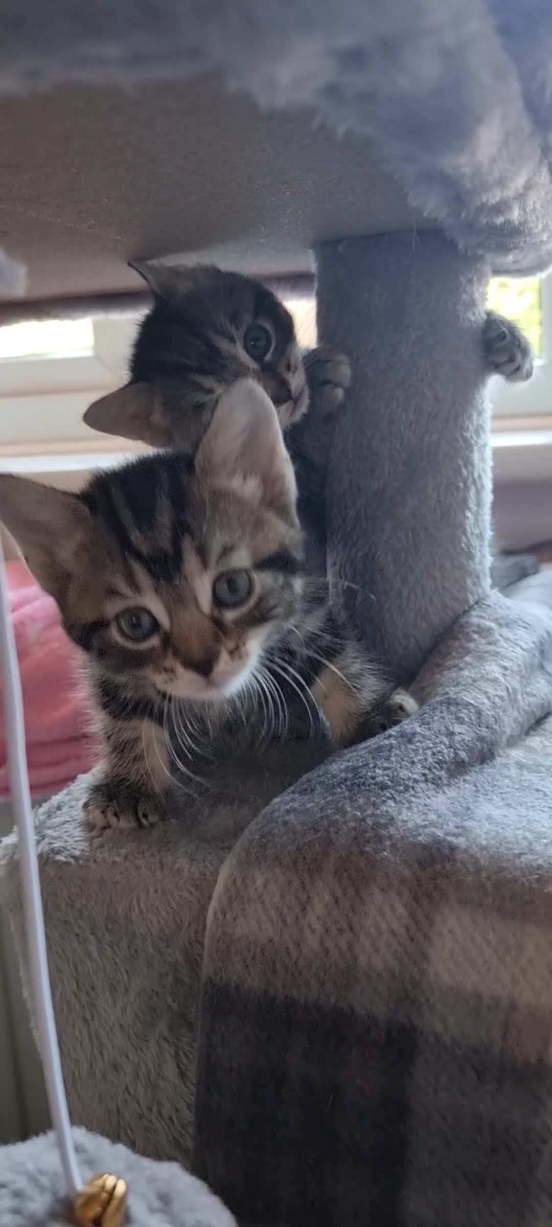 Sokoke cats for sale: Rare and lovely Sokoke Kittens♡ - Video 2