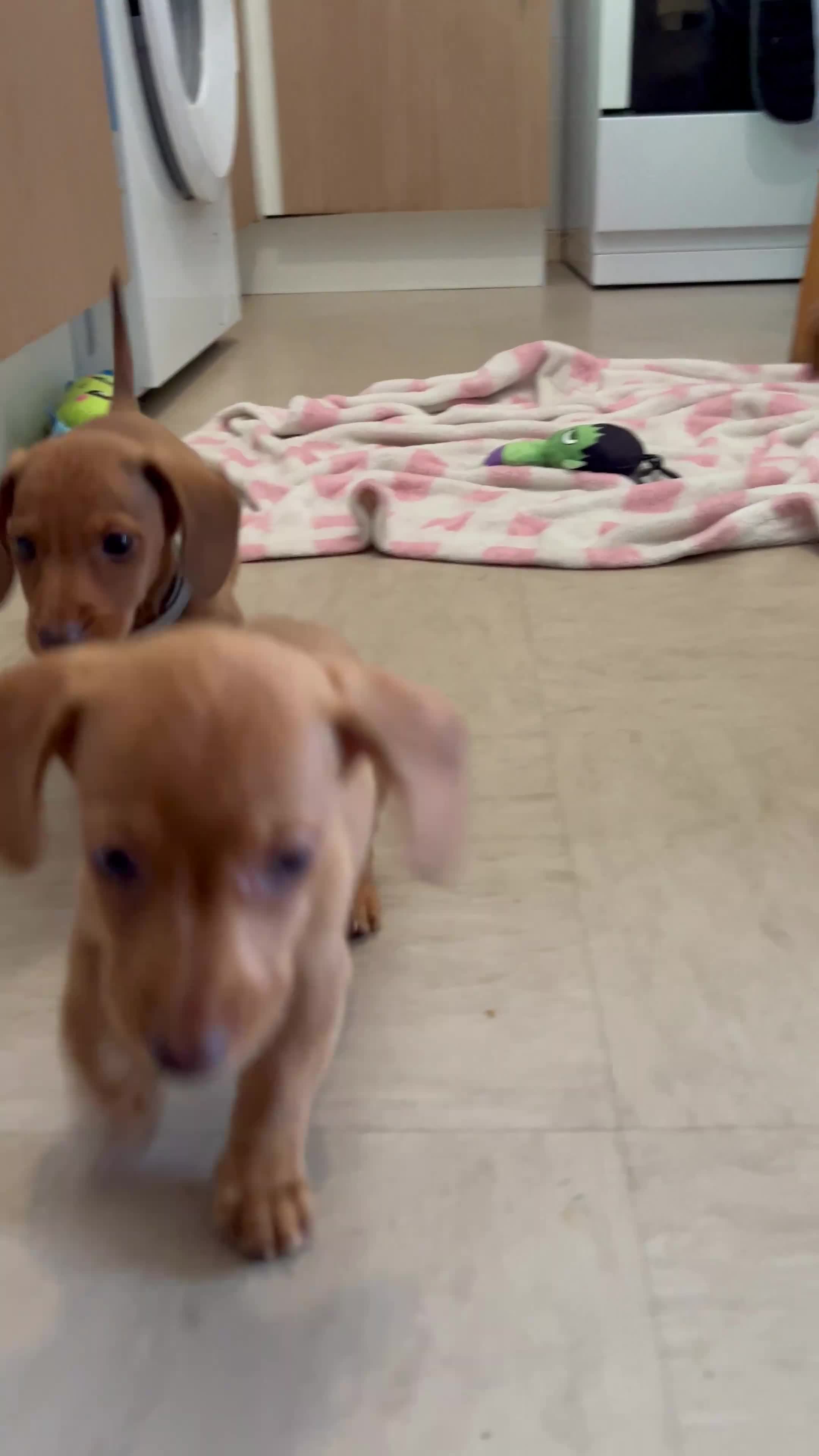 Dachshund dogs for sale: Gorgeous miniature daschunds  - Video 2