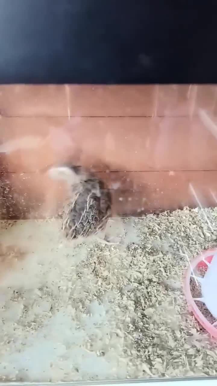 Quail poultry for sale: Coturnix Quails in Guildford - Video 1