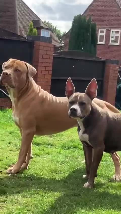 Staffordshire Bull Terrier dogs for sale: Staffordshire  - Video 1