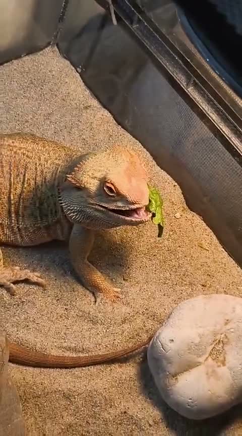 Dragon reptiles for sale: Bearded dragon in London - Video 1