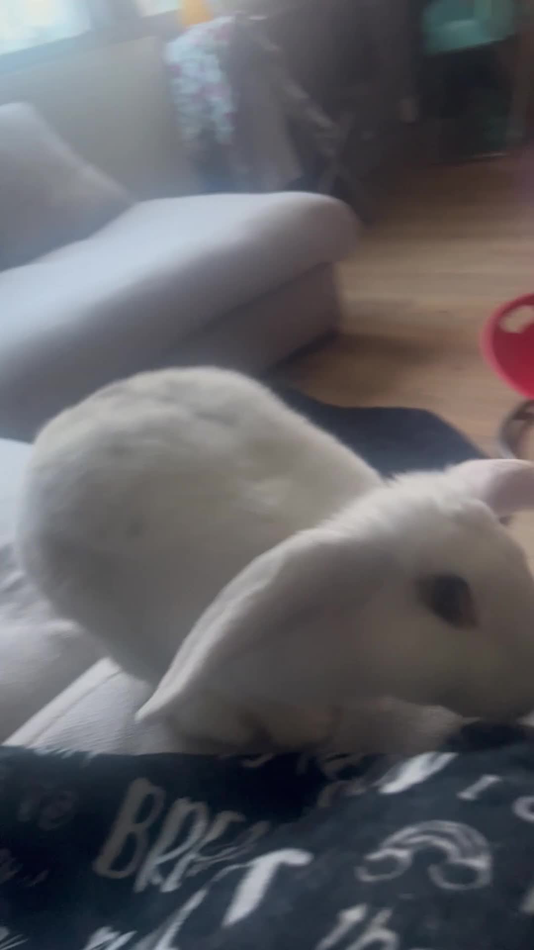 Mixed Breed rabbits for sale: X3 rabbits  - Video 1