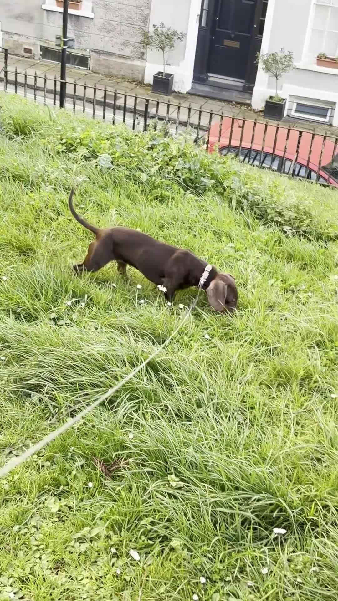 Miniature Dachshund dogs for sale: 8 Months Female Miniature Dachshund - Video 1