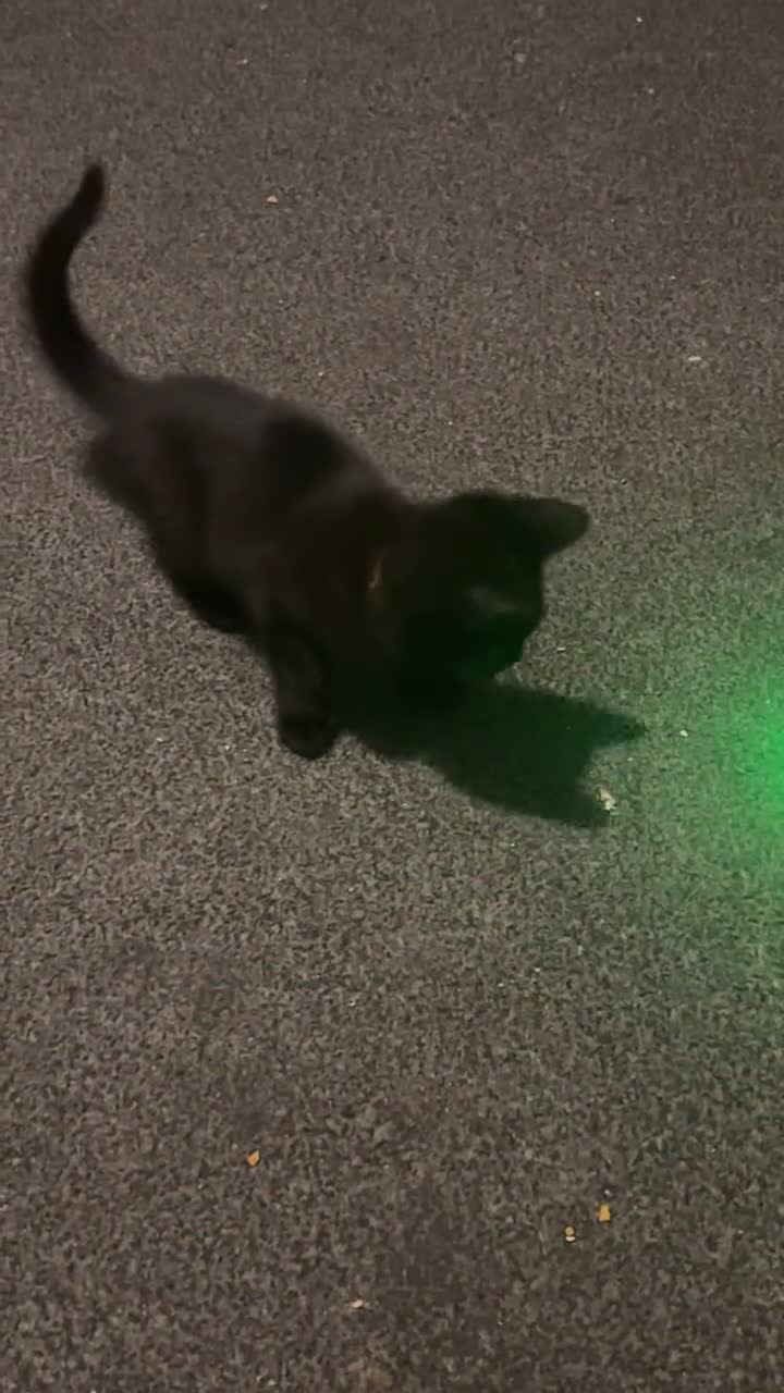Bombay cats for sale: 2 beautiful baby kittens  - Video 4