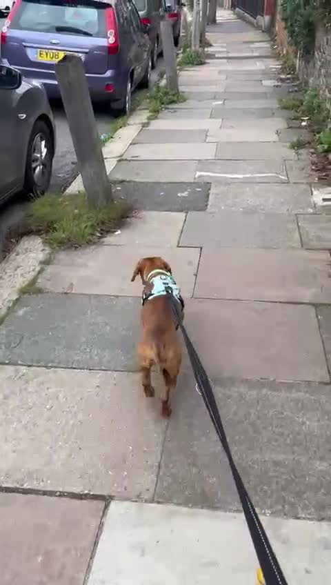 Mixed Breed dogs for adoption: Woody (Mini hound mix) - Video 1