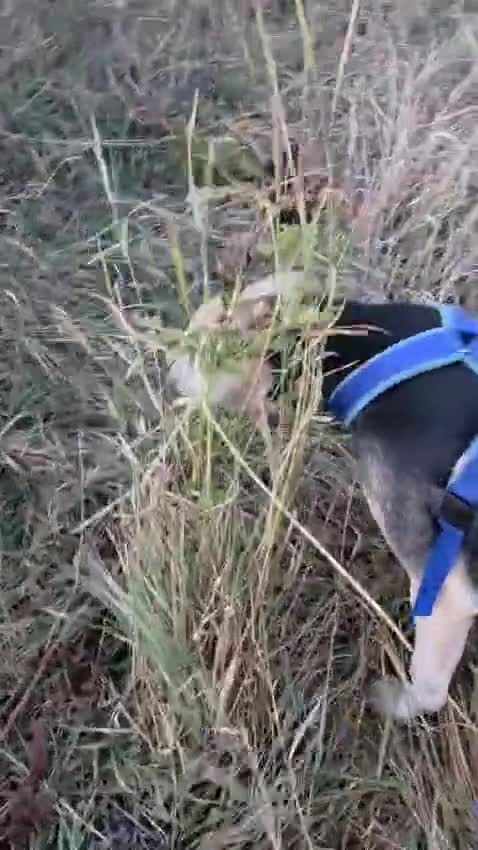 Mixed Breed dogs for adoption: RICKY - a superb young boy for a Loving Home - Video 1
