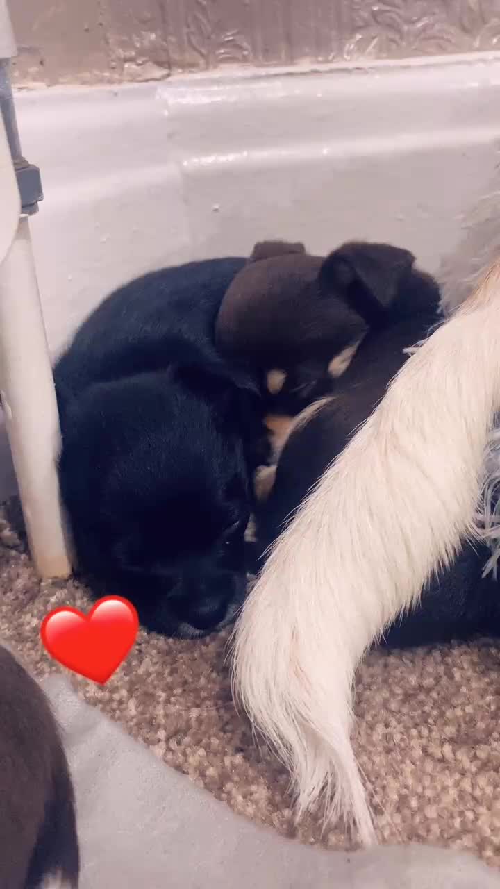 Chihuahua dogs for sale: Chihuahua - Full breed puppies - Video 4