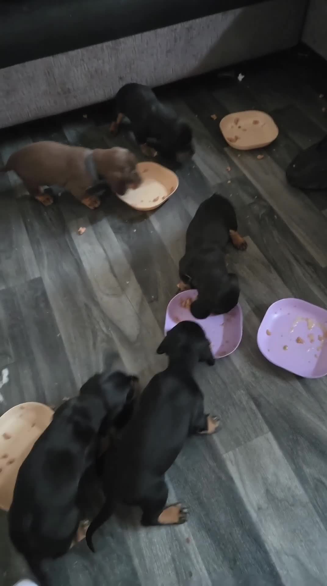 Miniature Dachshund dogs for sale: Miniature dachshund  - Video 1