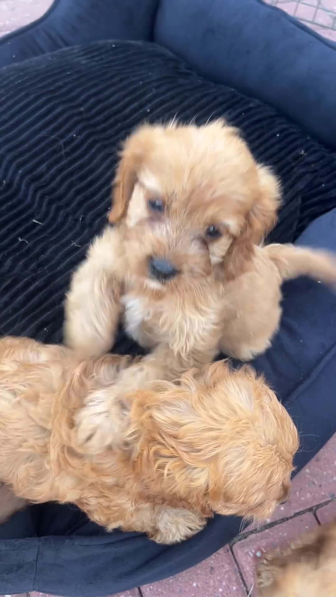 Cavapoo dogs for sale: F1 Cavapoos  - Video 3