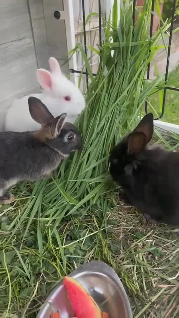 Mixed Breed rabbits for sale: Rabbits for sale in Oswestry - Video 3