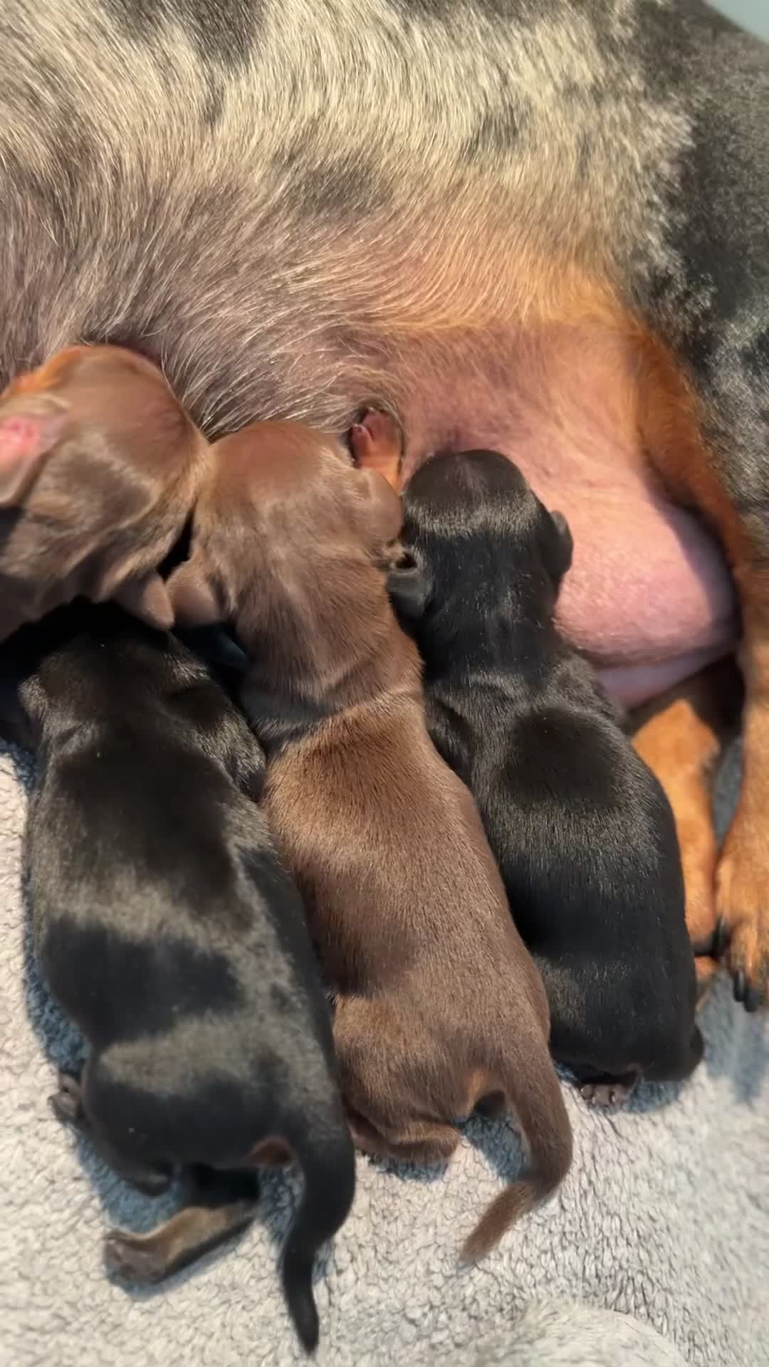 Miniature Dachshund dogs for sale: 🌸Stunning minature smooth haired dachshund🌸 - Video 1