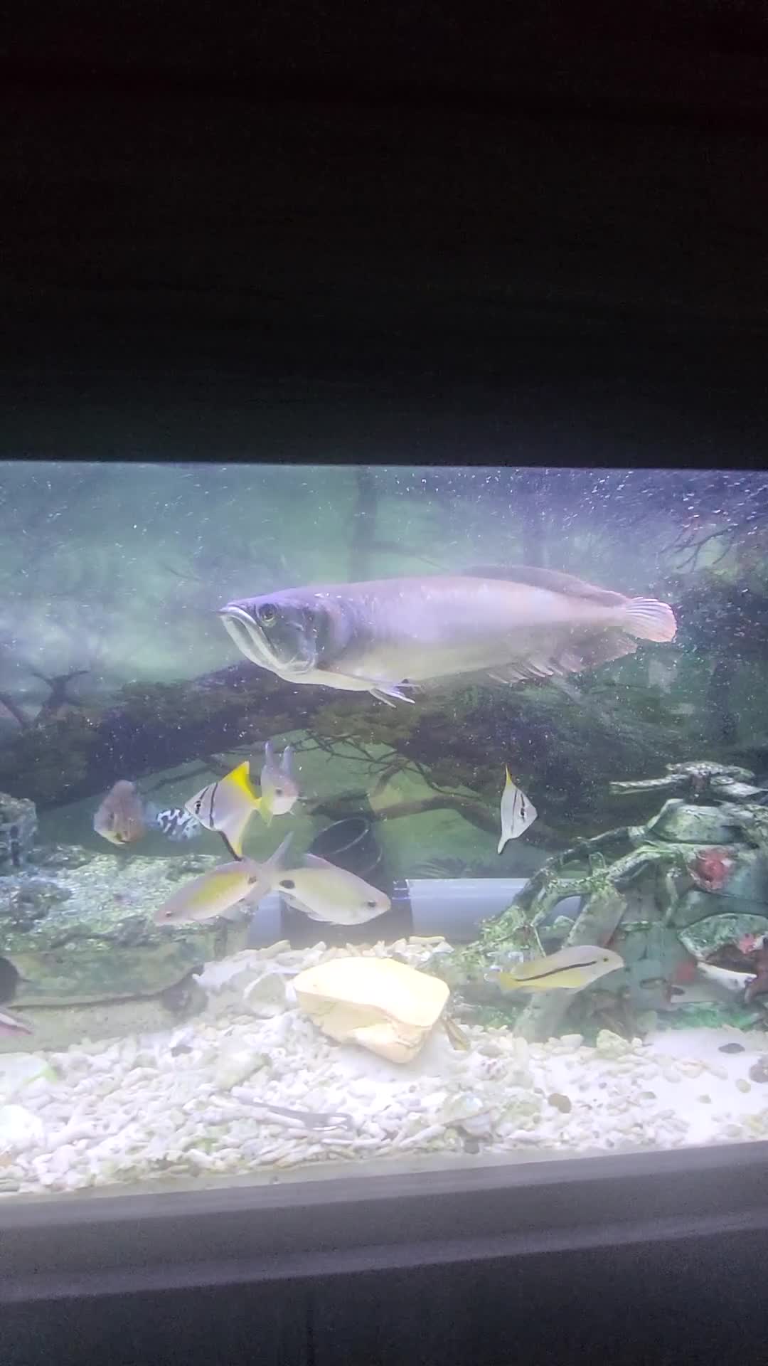 Other/Mixed Breed fish for sale: Large silver arowana - Video 1