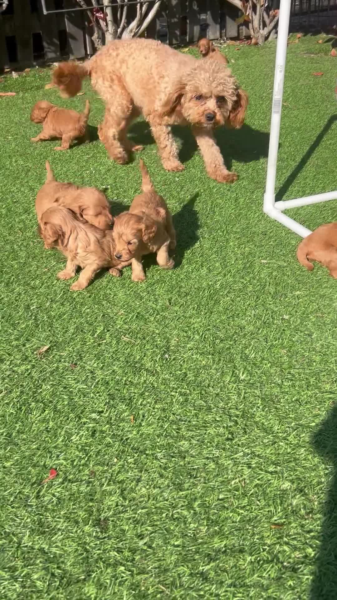 Cavapoo dogs for sale: Health tested F1b Cavapoos  - Video 1