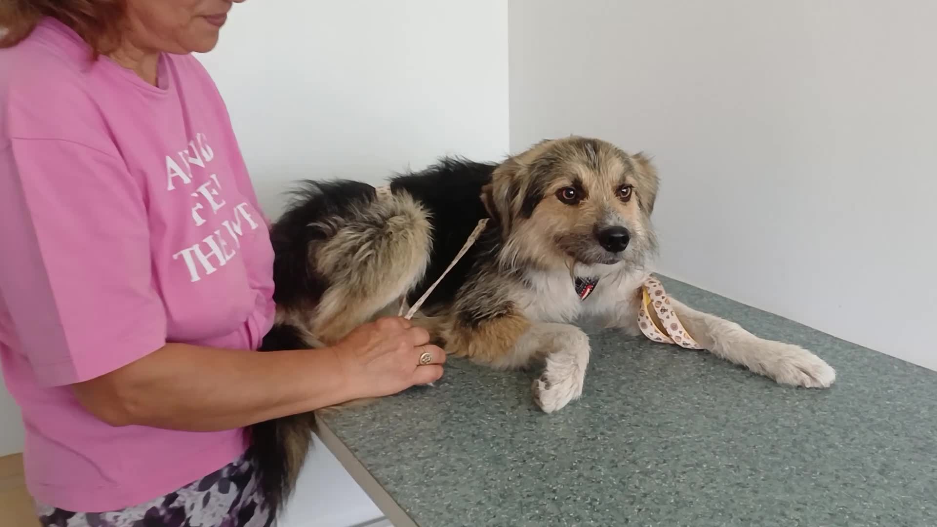 Mixed Breed dogs for adoption: BEN's Journey to Safety - Video 1