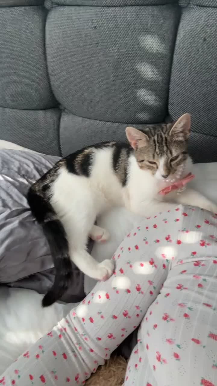 Domestic Shorthair cats for sale: 💖Meet Cookie-Dior, looking for His Forever Home🏡 in Birmingham - Video 1