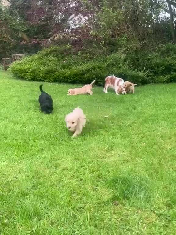 Cavapoo dogs for sale: Beautiful F1 Cavapoo puppies - Video 2