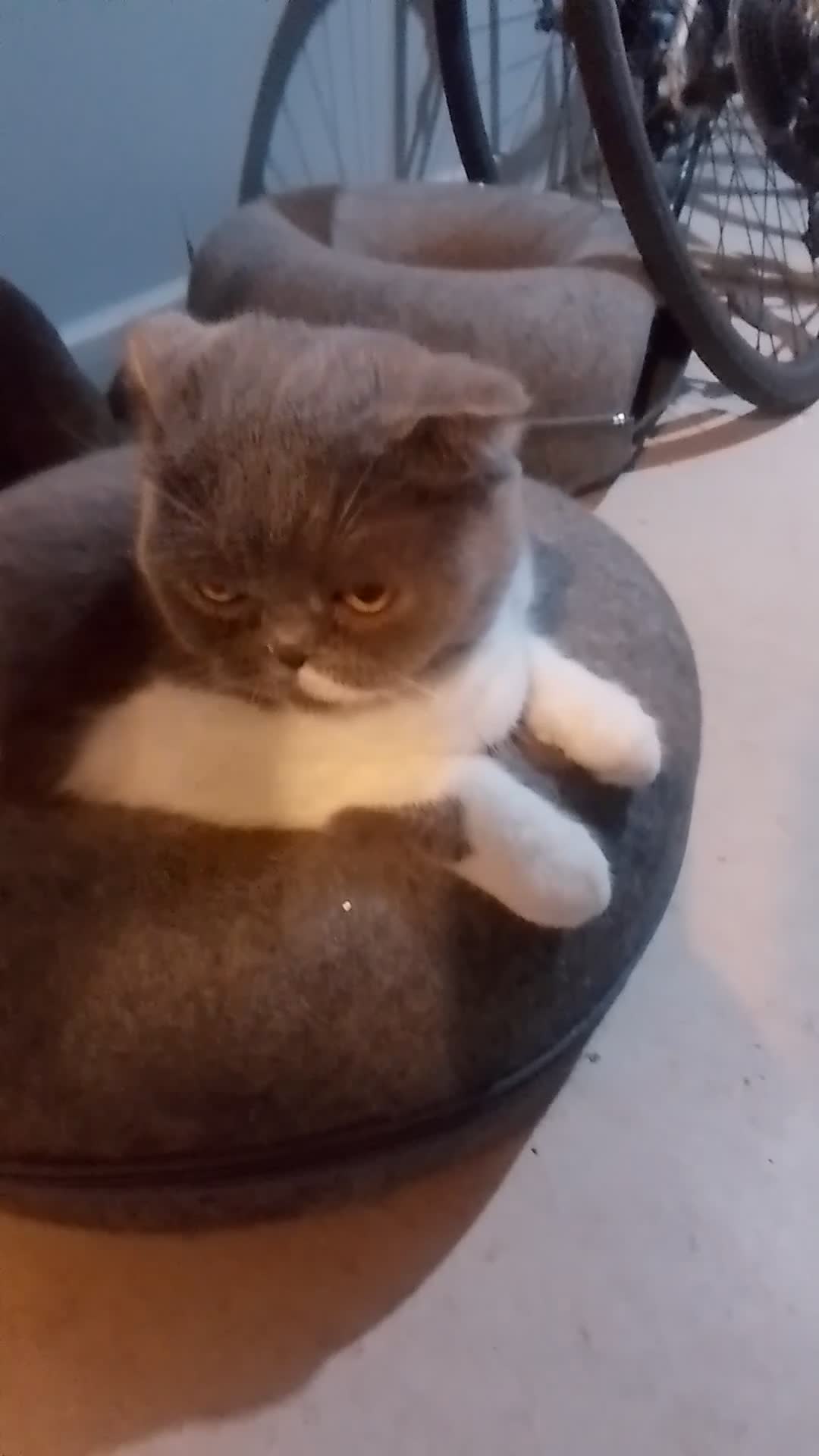 Scottish Fold cats for sale: British Shorthair fold - Video 1